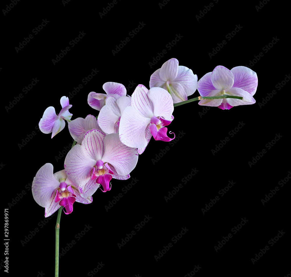 Beautiful pink orchid isolated on a black background