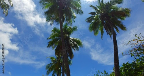 Puerto Naos, low angle view of coconut palms against bright blue sky with white clouds. Summer vacation concept photo