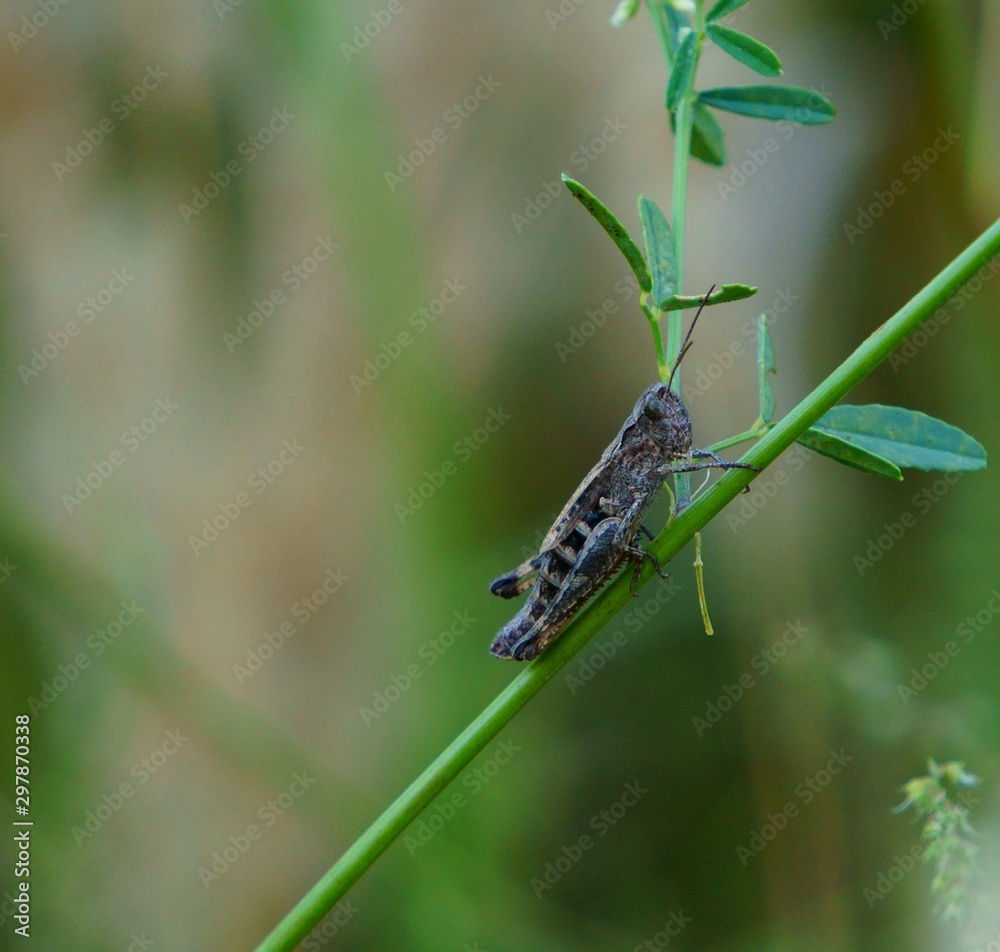 dragonfly on a green leaf dragonfly on a green leaf