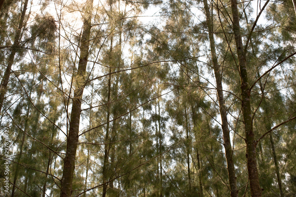 looking up through pine tree with yellow bright light shining through stock photo looking up through pine tree with yellow bright light shining through stock photo