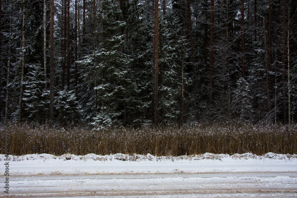 Obraz premium forest in winter