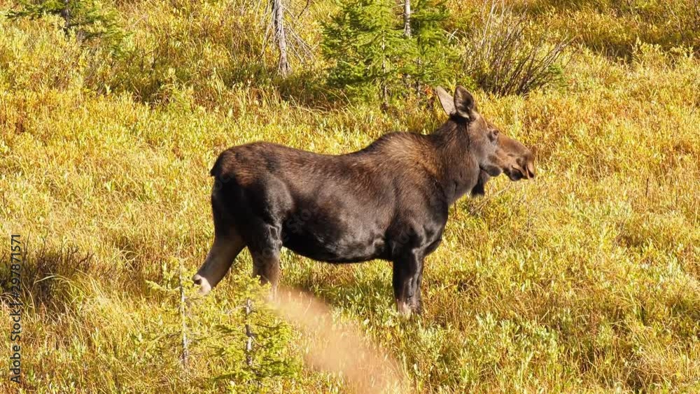 Female cow moose standing in a meadow then looking back Female cow moose standing in a meadow then looking back