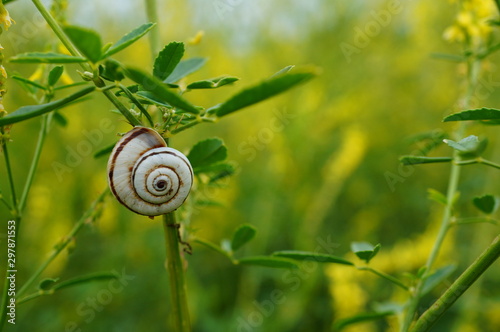 snail on grass