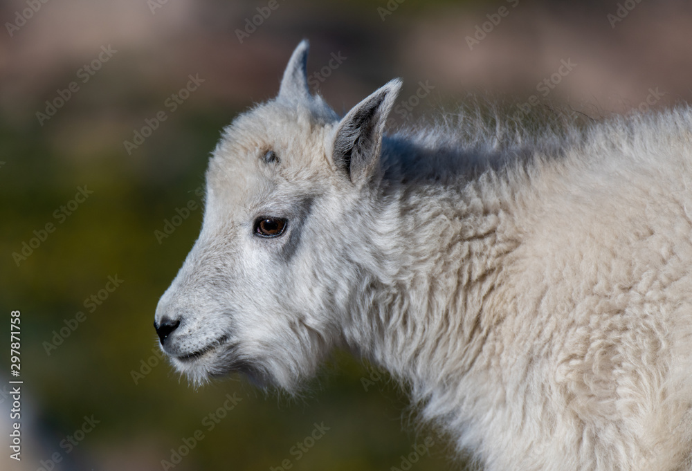 Mountain Goat Kid In the Rocky Mountains of Colorado Mountain Goat Kid In the Rocky Mountains of Colorado