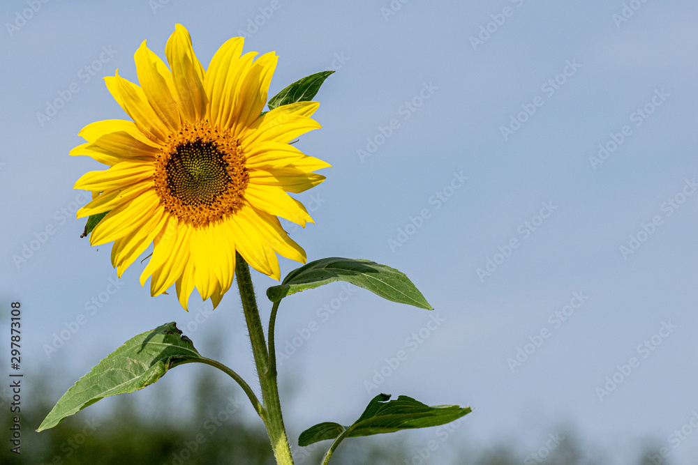 Sunflowers in bloom late summer Sunflowers in bloom late summer