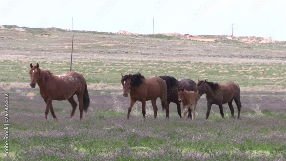 Wild Horses in the Utah Desert in Springtime Wild Horses in the Utah Desert in Springtime