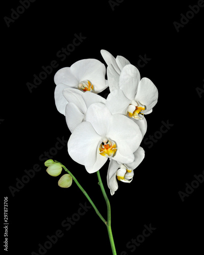 Fototapeta Naklejka Na Ścianę i Meble -  Beautiful white orchids isolated on a black background