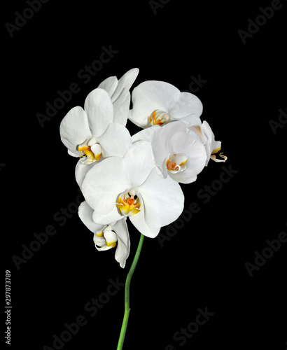 Beautiful white orchids isolated on a black background