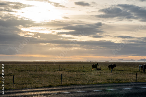 iceland horses