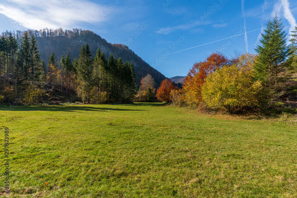 Waldlichtung im Herbst