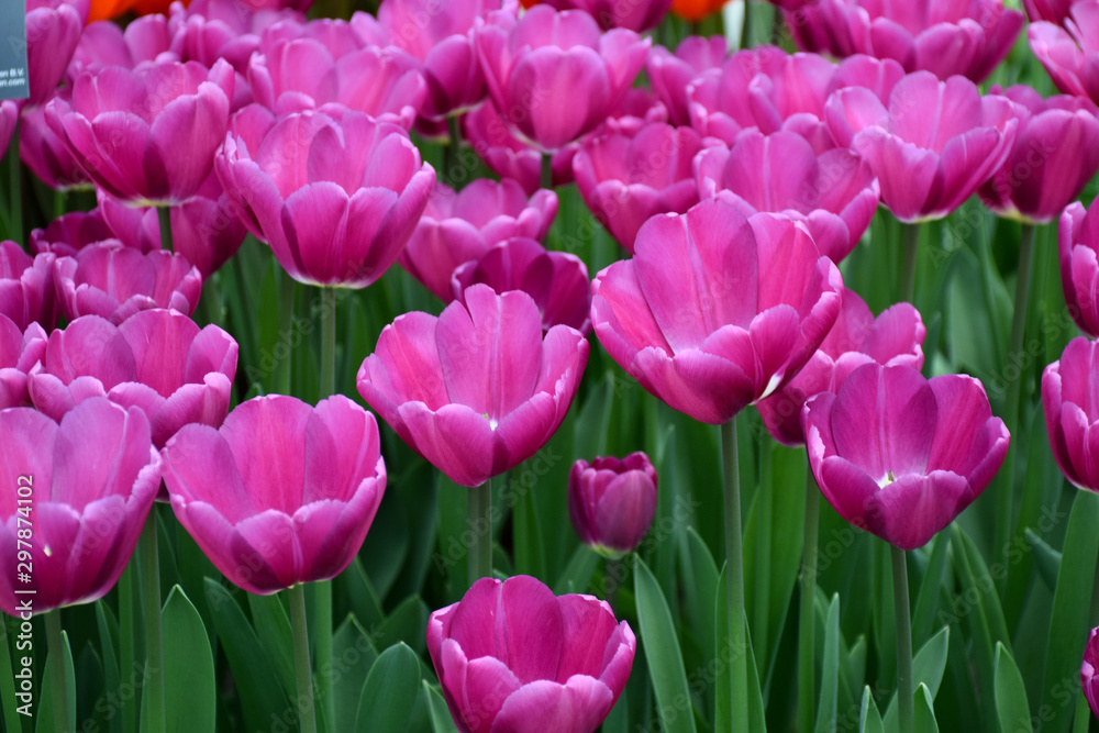 Fototapeta premium Tulips in the Keukenhof Park, Netherlands