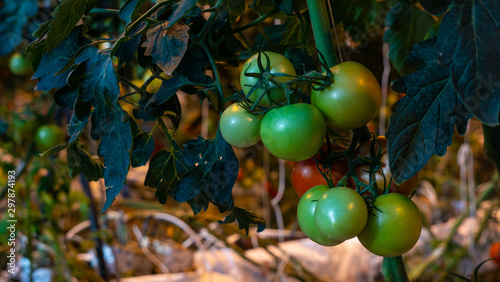 Fridheimar Restaurant - Iceland