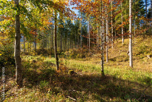 Wald im Herbst mit bunten Blättern