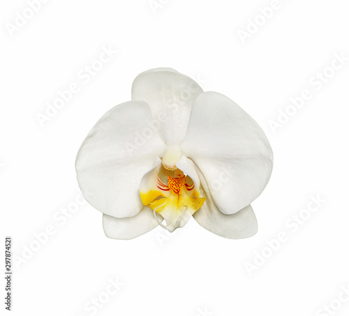 Beautiful white orchid isolated on a white background