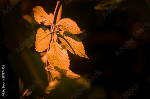 Herbstlaub photo