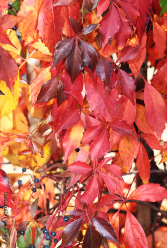 Autumn leaves - the colored abundance....