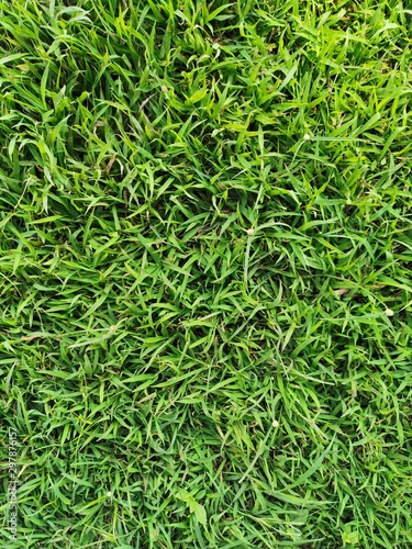 background of green grass