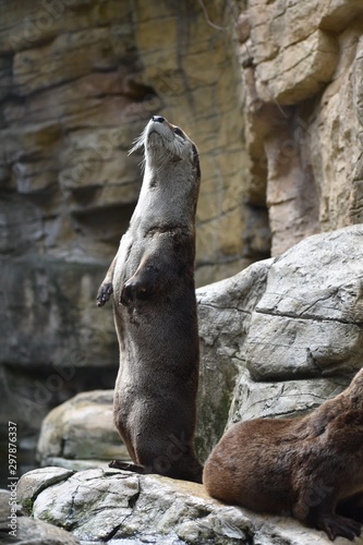 Otter standing on a rock wall