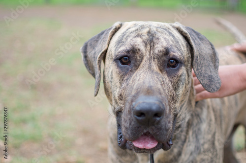 Portrait of a dog of presa canario breed in the park.