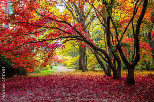 alley in the park with colorful leaves