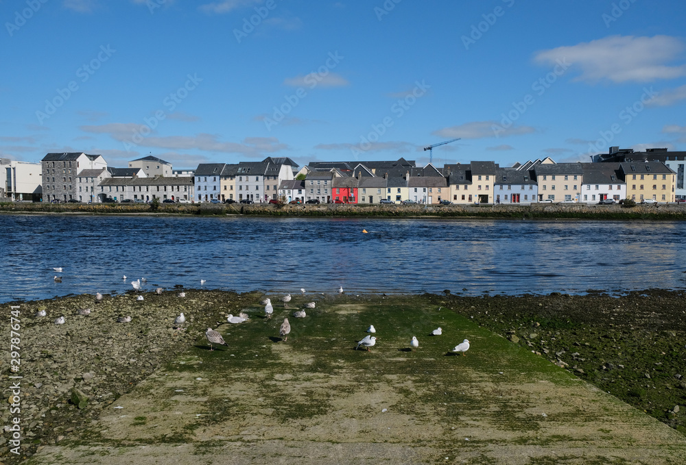 Seagulls sitting on a concrete boat ramp into the River Corrib on a sunny summer day with the famous Galway houses in the background.