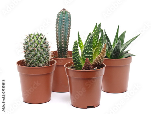 Cactus in pot isolated on white background