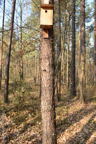  birdhouse and trees in forest