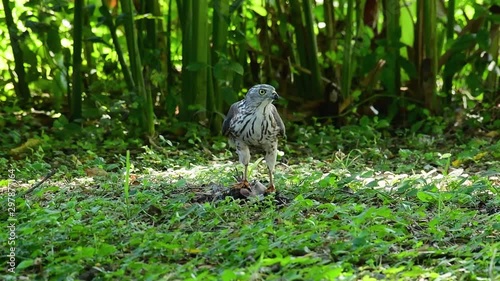 Shikra Feeding on another Bird on the Ground (Accipiter badius), this bird of prey caught a bird for breakfast and it was busy eating then it got spooked and took off. photo