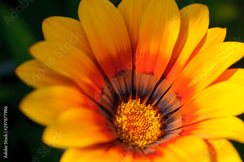 close up of a beautiful orange gazania flower