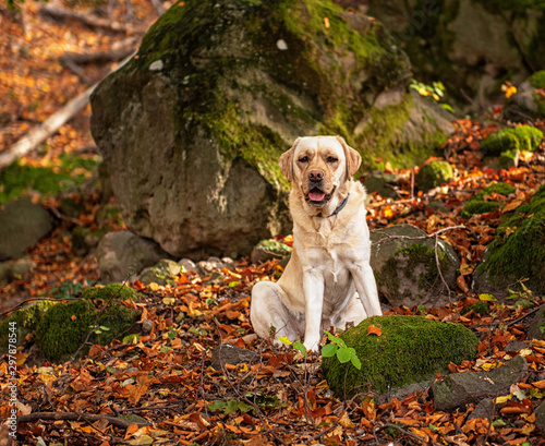 Labrador dog in the forest