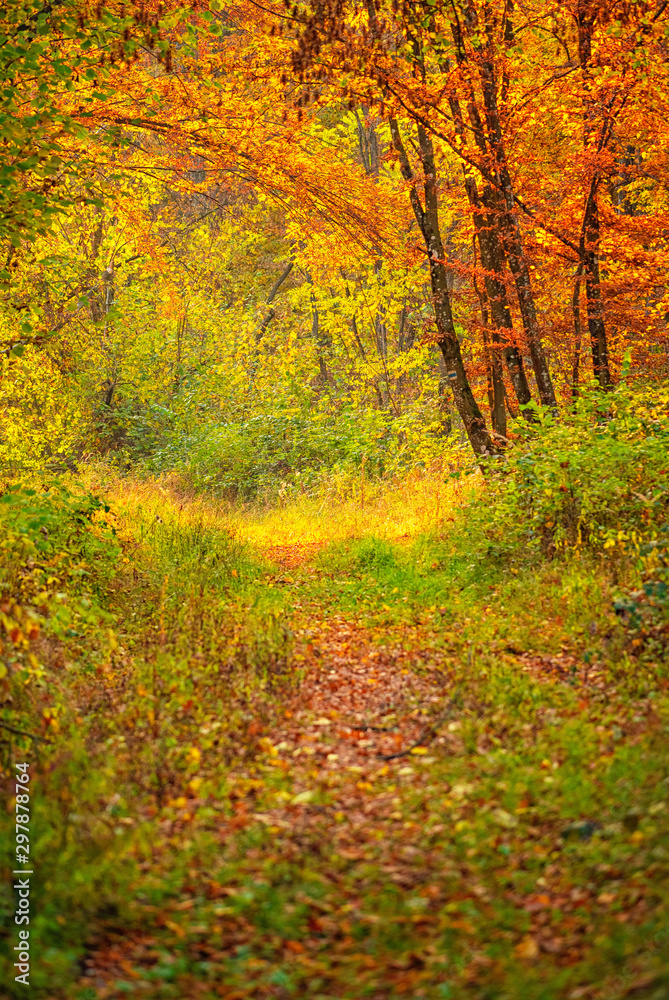 Obraz premium Pathway in the forest at autumn