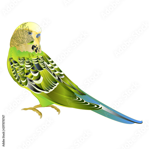 Green parakeet Budgerigar, home pet , pet parakeet  or budgie or shell parakeet  on a white background watercolor vintage vector illustration editable hand draw