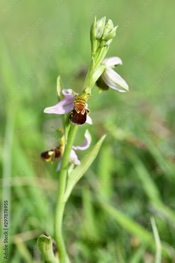 Bienenragwurz Bienenragwurz
