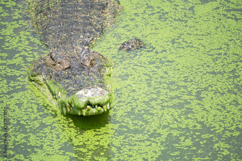 Samutprakan Crocodile Farm and Zoo