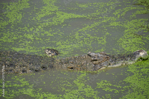Samutprakan Crocodile Farm and Zoo