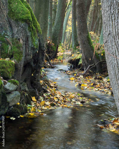 Long exposure magic forest stream cascade creek in autumn with stones, moss, ferns and colorful fallen leaves and trees in luzicke hory lusitian mountain in czech republic photo