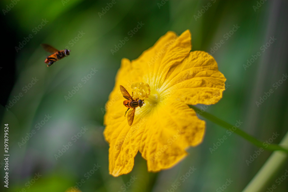 The bees are sitting on flowers to collect honey || yellow flower The bees are sitting on flowers to collect honey || yellow flower