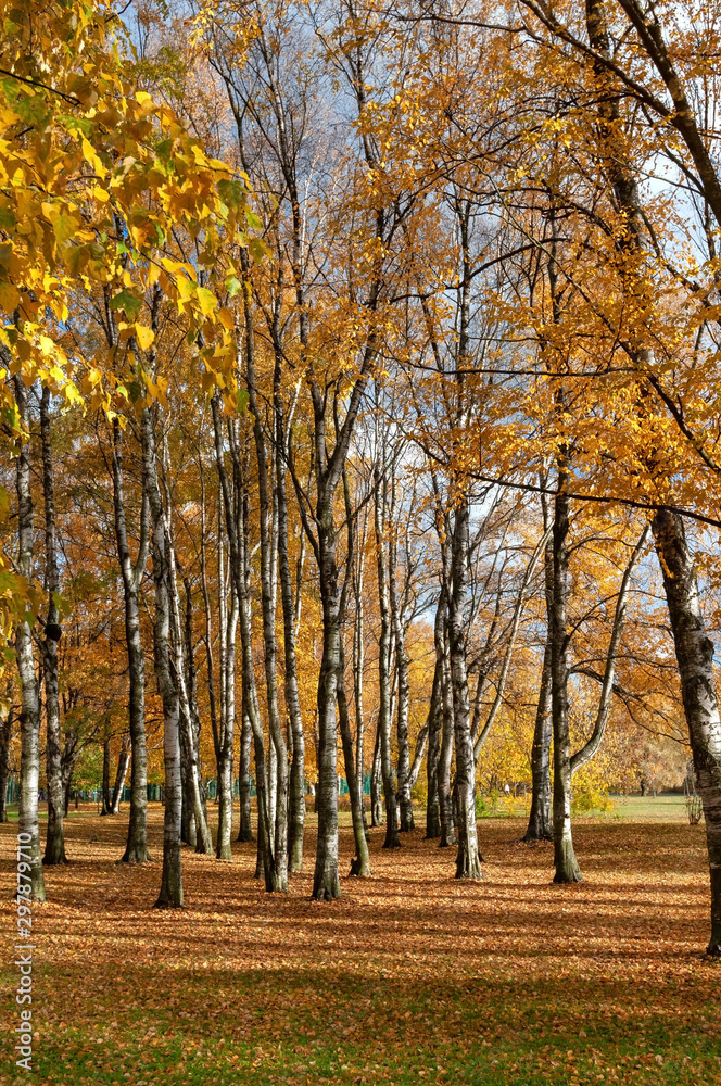 Bright birch grove in a city park on a sunny autumn evening