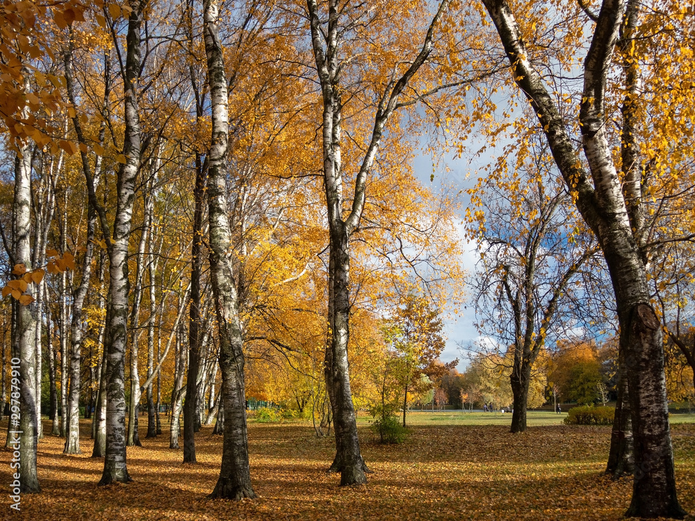 Bright birch grove in a city park on a sunny autumn evening