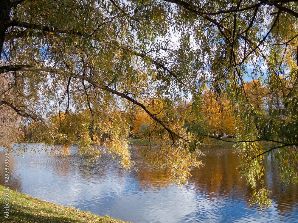 Fototapeta premium Big willow by the river in a city park on a sunny autumn evening