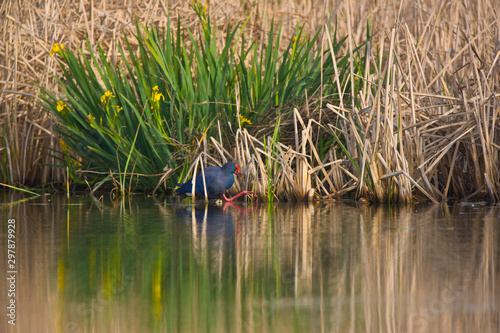 CALAMON, Western swamphen, Porphyrio porphyrio photo