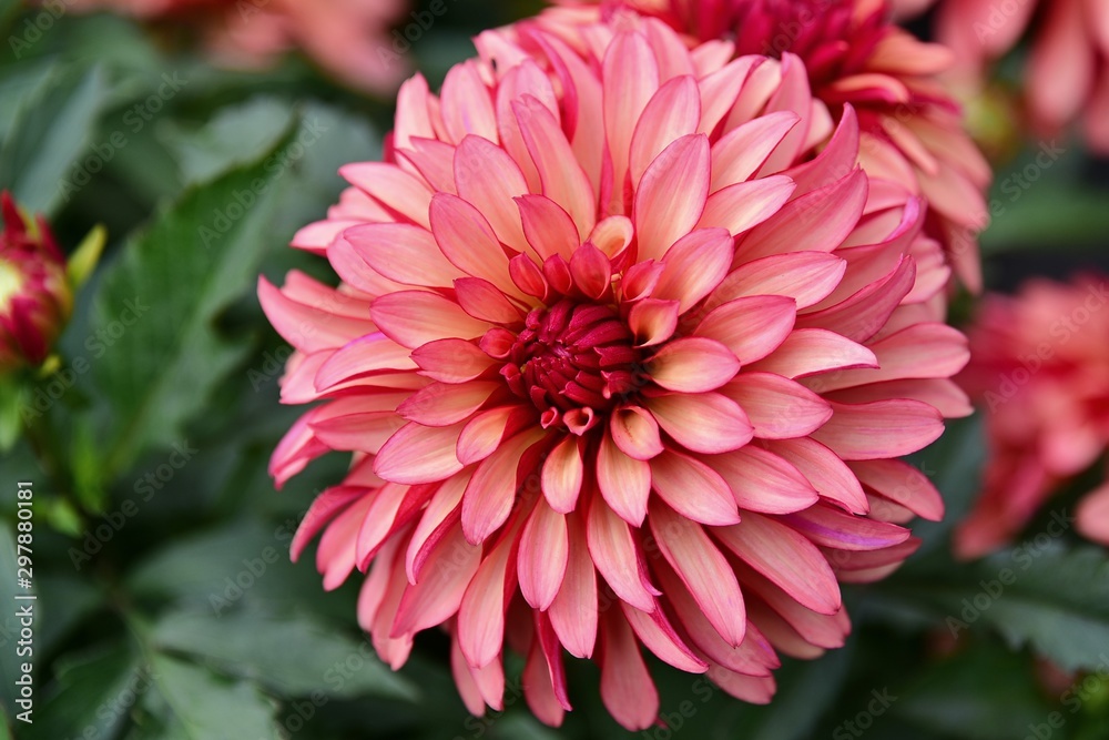 beautily dahlia flower blomming in garden