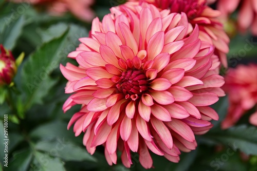 beautily dahlia flower blomming in garden