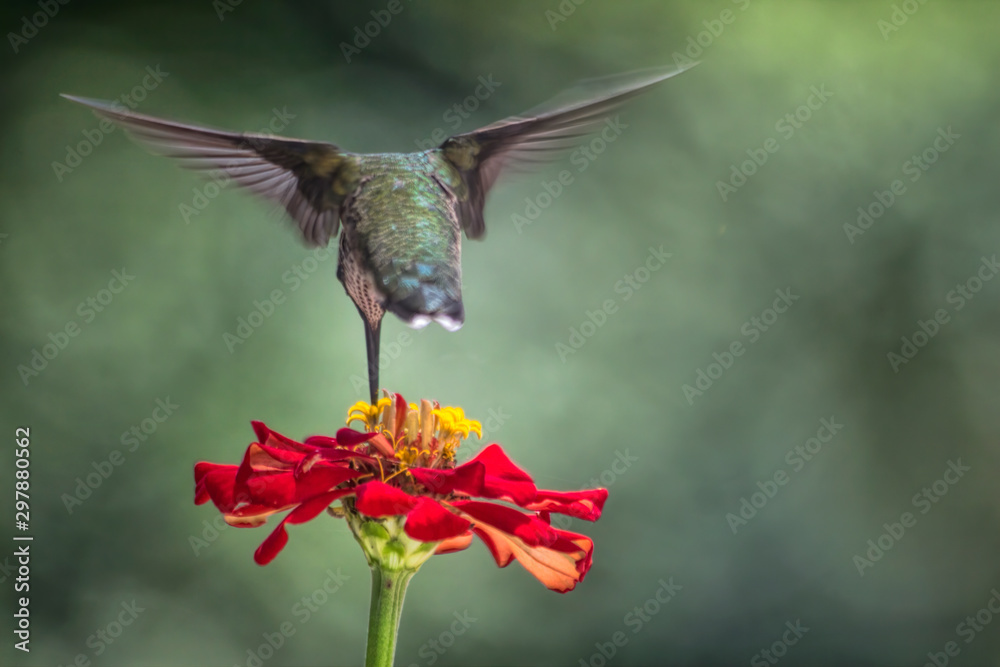 Fototapeta premium Hummingbird Feeding Rear View