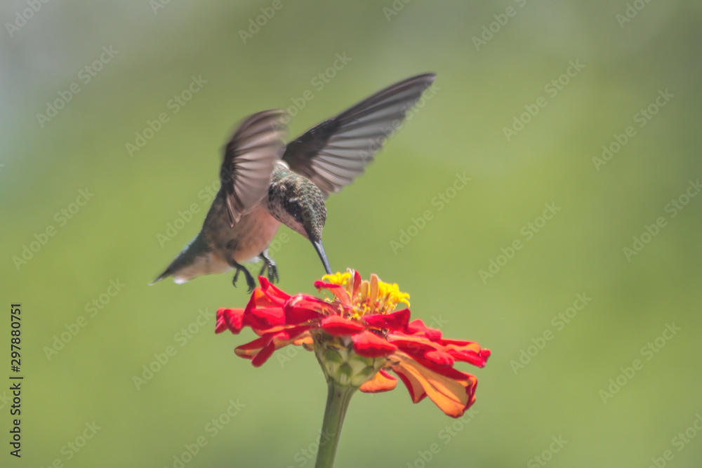 Fototapeta premium Hummingbird Over Red Flower