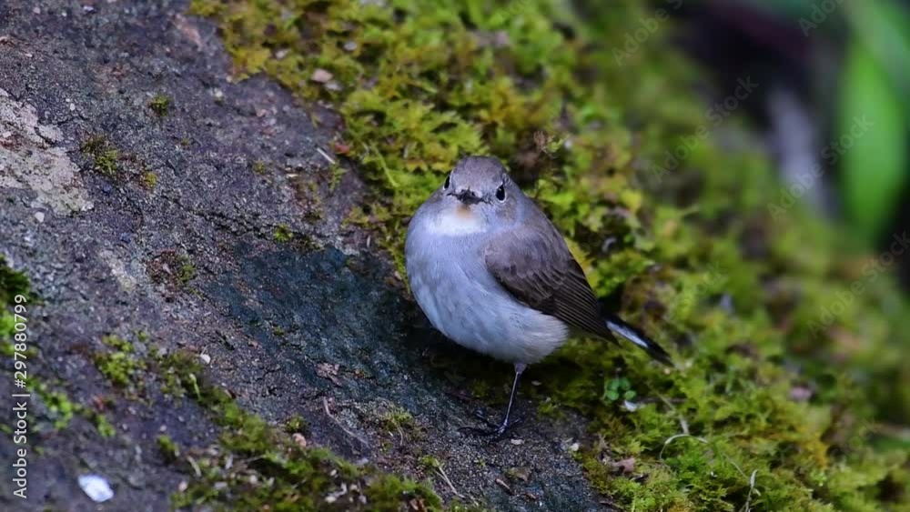 Taiga Flycatcher, Female, (Ficedula albicilla); wintering bird in Thailand perched on a mossy rock in Doi Intanon National Park. Taiga Flycatcher, Female, (Ficedula albicilla); wintering bird in Thailand perched on a mossy rock in Doi Intanon National Park.