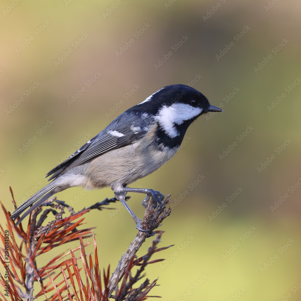 Coal tit is small black and white bird Coal tit is small black and white bird