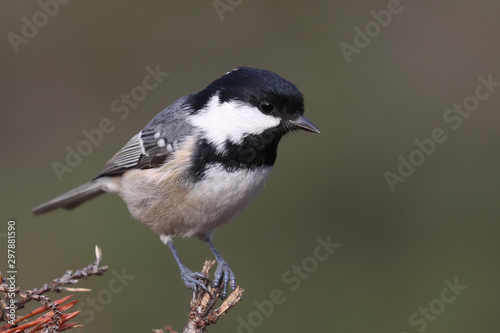 Coal tit is small black and white bird
