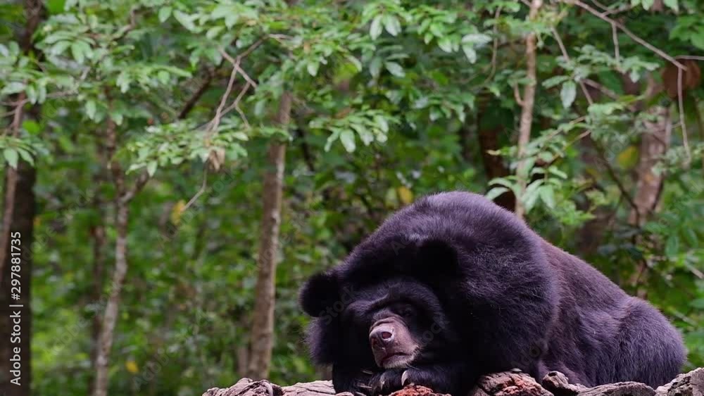 Malayan Sun Bear about to fall Asleep, Helarctos malayanus; found in the tropical forests of Southeast Asia, in Thailand the habitat is perfect, Vulnerable due to hunting and habitat loss. Malayan Sun Bear about to fall Asleep, Helarctos malayanus; found in the tropical forests of Southeast Asia, in Thailand the habitat is perfect, Vulnerable due to hunting and habitat loss.