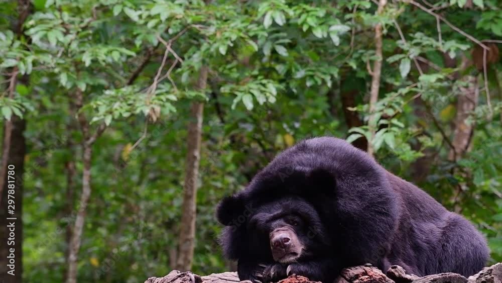 Malayan Sun Bear about to fall Asleep, Helarctos malayanus; found in the tropical forests of Southeast Asia, in Thailand the habitat is perfect, Vulnerable due to hunting and habitat loss. Malayan Sun Bear about to fall Asleep, Helarctos malayanus; found in the tropical forests of Southeast Asia, in Thailand the habitat is perfect, Vulnerable due to hunting and habitat loss.